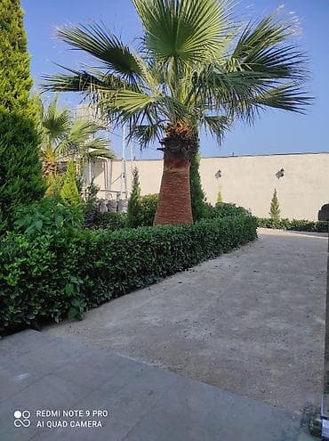 suni bitki: 🌴 Palma ağaclarının peşəkar təmizlənməsi və formaya salınması! 🌴 ✔ — 3