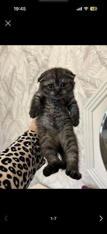 pişik sumkası: Şotland — 4