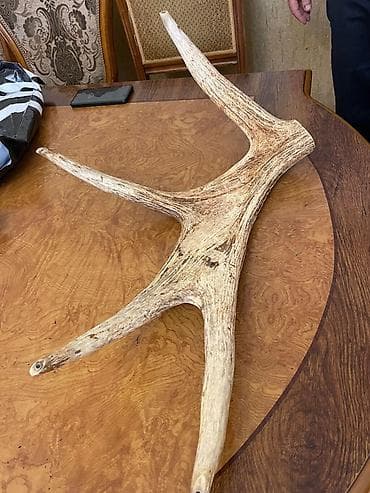 Buynuzlar: Məhsul: Tək maral buynuzu (dekorativ, kolleksiya və əl işləri üçün) — 2