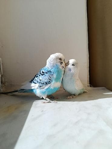 itler pikines type 1: Hazir cut quşlardi barterde mumkundü boş bekar adamlar natah etmesin — 2