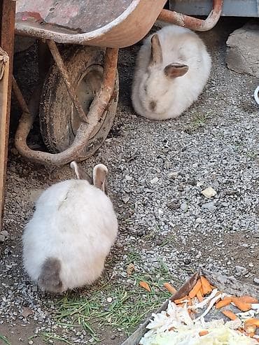 Doşan Kaliforniya cinsidi 1 dişi 1 erkəkdi.Qiymıt iksine aitdir lalafo.az -da Doşan Kaliforniya cinsidi 1 dişi 1 erkəkdi.Qiymıt iksine aitdir