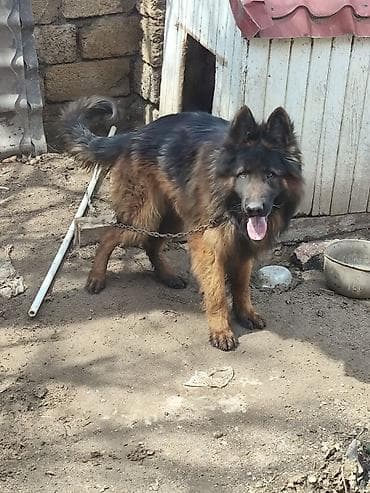 İtlər: Alman çoban iti, 1 il, Erkek, Sənədli, Ünvandan götürmə, Pulsuz çatdırılma, Ödənişli çatdırılma — 8