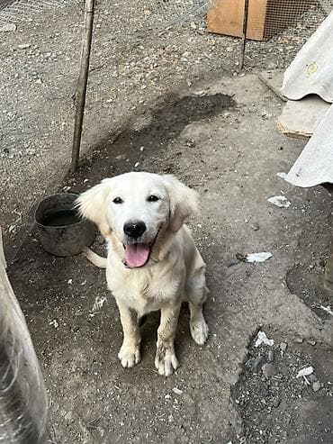 cutlesme disi: Retriever, 6 ay, Dişi — 5