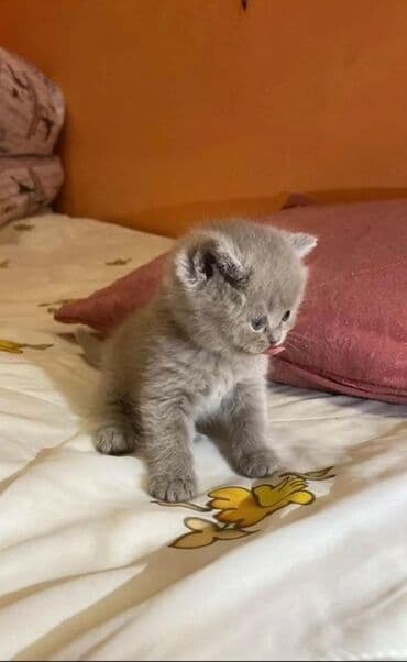 шотландские котята в баку: Шотландская длинношерстная, Самка, В добрые руки, Платная доставка, Бесплатная доставка — 2