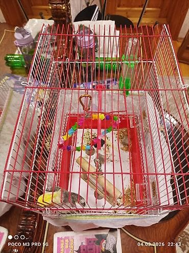 Növlər: Kakadu (nimfa) tutuquşusu və qəfəs dəsti Təsvir: - Parlaq — 2