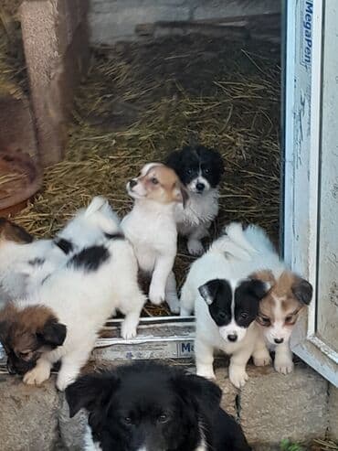 купить кур: Звонок, 3 месяца, Самовывоз — 5