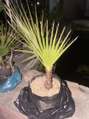 pomidor şitili: Waşinqtoniyada (fan formalı) palma fidanı - Növ: Fan yarpaqlı — 1