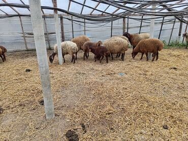 en ucuz uce: Dişi, Qala, il: 1, 50 kq, Damazlıq, Ünvandan götürmə — 1