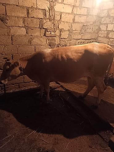 pudel disi: Süd inəyi və balasi 2 ci balsidi 2 ayliğ simental dişi bala ile — 3