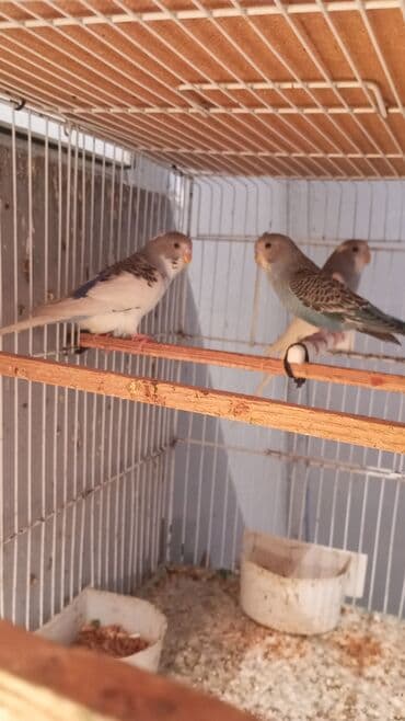 hid quşu: Biri 9 manat Unvan Bileceri — 5