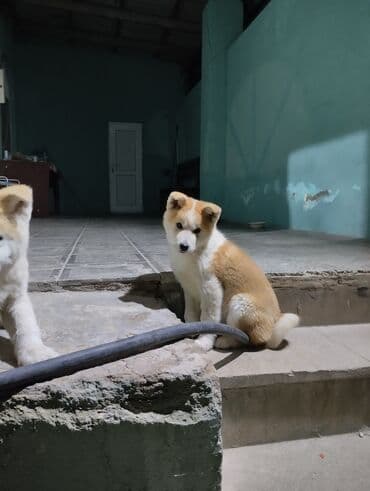 bala afcarka: Akita-inu, Dişi, Ünvandan götürmə — 5