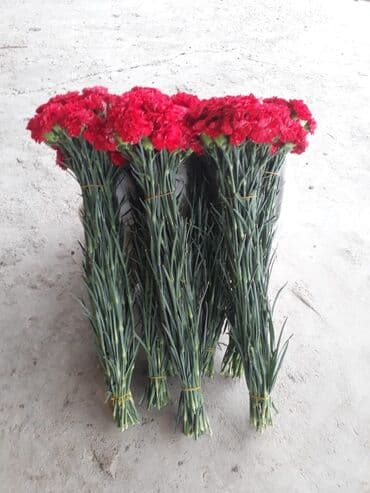 101 qizil gul ucuz: Məhsul: Qırmızı qərənfil dəstələri - Rəng: Canlı qırmızı - Növ: Kəsmə — 3