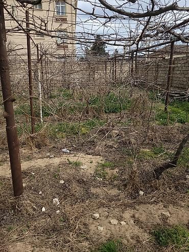 🍇 ÜZÜM AĞACLARININ SATIŞI 🍇 Bağ salmaq istəyənlər üçün hazır və — 3