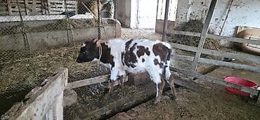 angus dana: Dana, buzov, Dişi, Simental, ay: 1, 80 kq, Ünvandan götürmə — 2