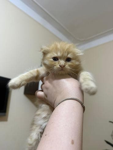 bala pişiklər: Balaca zəncirotu rəngli pişik balası - Uzun və yumuşaq tüklü, bal — 3