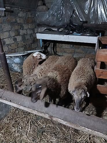 rotwe: 4 baş erkey quzu qiymət 4nə aitdi.Saxlamalı heyvanlardı — 6