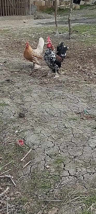 gencede heyvanlar: Təmiz xırda fərədi yumurtyur qiymət 25 — 2