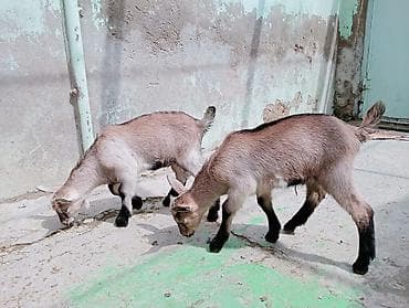 keci dərisi: Məhsul: Cüt balaca keçi ( oğlaq ) Təsvir: - Eyni yaşda iki oğlaq — 3