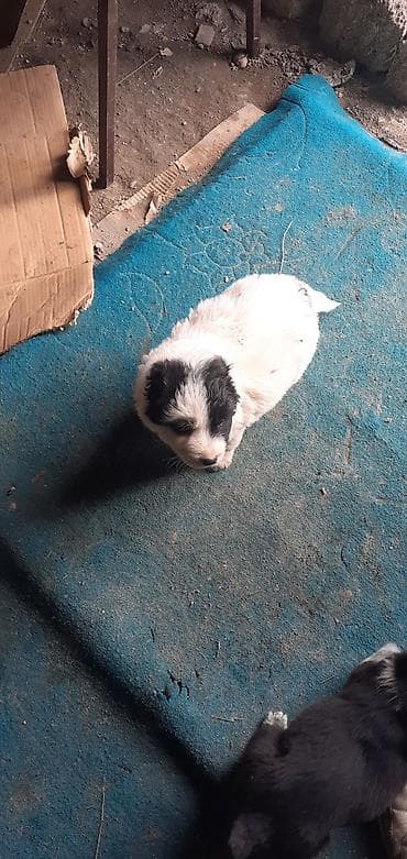 Qafqaz çoban iti, Dişi — 5