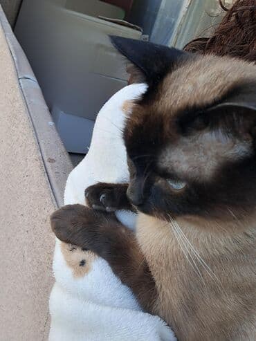 сиамская вислоухая кошка цена: Сиамская, Самец, Для вязки, Самовывоз — 5