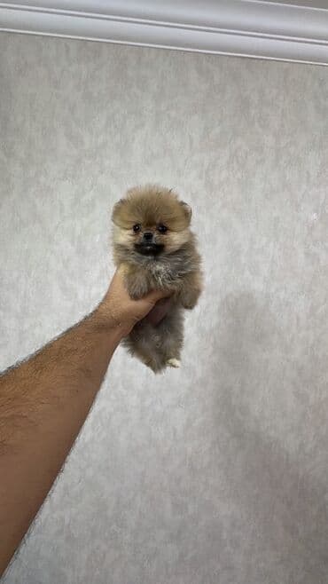 şpiç iti: Şpitz, 2 ay, Dişi, Peyvəndli — 3