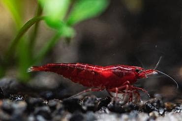 Quşlar: Akvaryum üçün dekorativ krivetqa – rəngli Neocaridina növləri. 10 — 10