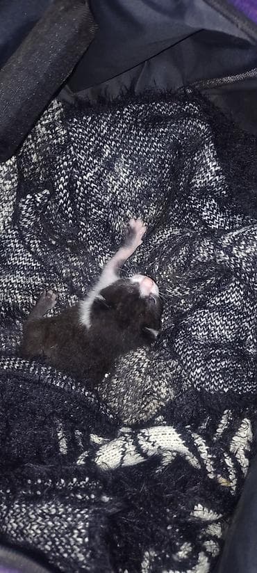 pisik sekilleri profil ucun: Yaxşı əllərə, Ünvandan götürmə — 5