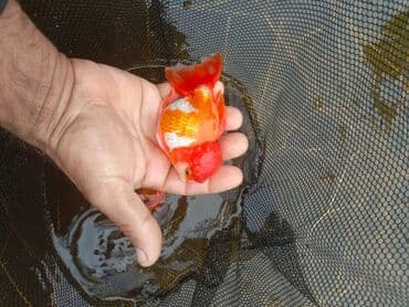 Oranda 2 quyruq qiyməti 2 manat 4 quyruq qiyməti 3 manat. Ünvan lalafo.az -da Oranda 2 quyruq qiyməti 2 manat 4 quyruq qiyməti 3 manat. Ünvan