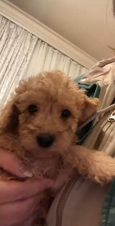 pitbull iti satilir: Pudel, 2 ay, Dişi — 1