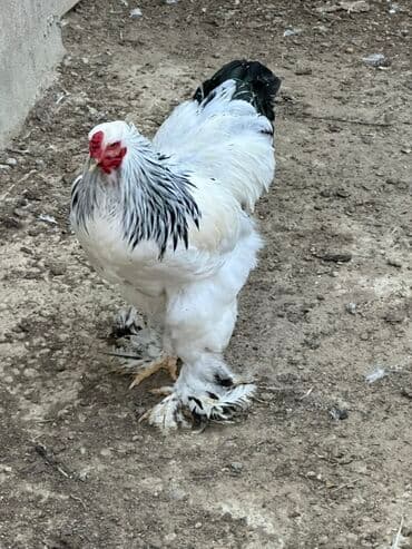 Brahma cinsli xoruz – “Light” 7 aylıq - Geniş bədən quruluşu, hündür