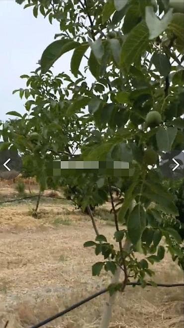 kurdexani torpaq: 127 sot, Kənd təsərrüfatı, Mülkiyyətçi, Kupça (Çıxarış), Texniki pasport — 3