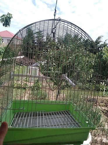 Akvariumlar: Salam quş yuvasidir üstündə gördüyünüz kimin melidə var — 3