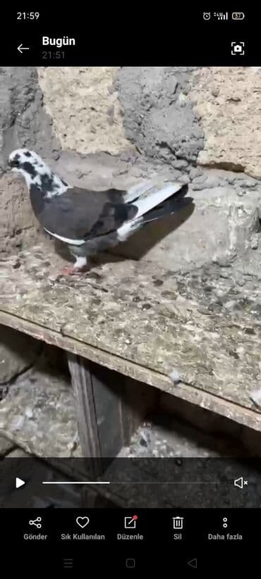 göyercin yuvası: Salam 18.19 quwdi hamsi tam sağlamdi oz quwdarimdi isimle elaqeder — 5