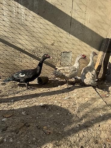 İtlər: Lal ördeyler 3 dene erkeydi biri qara zumrudu sortu ikisi lavanda — 1