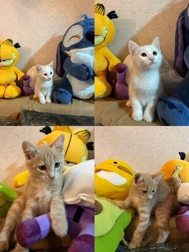 сколько стоит котенок: В добрые руки — 1