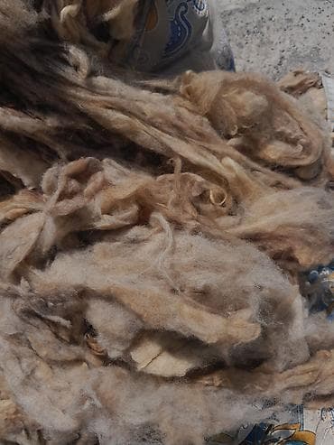 xonca satisi: Təmiz bel yunu satılır 20kq çoxdu
1kq 3m hamsini alana endirim olacag — 1