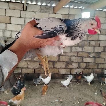 sultan xoruzu: Xoruz, il: 1, Ünvandan götürmə — 2