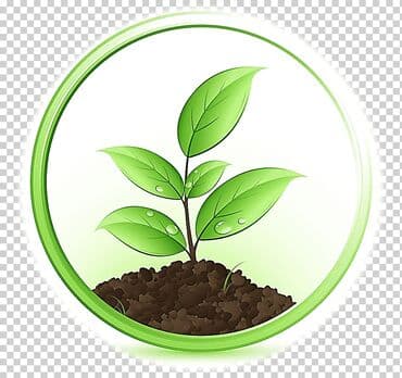 sərv ağacı: Jasvelend — 3