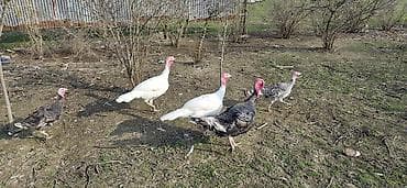 Другие с/х животные: Самец, Для мяса, Самовывоз — 6