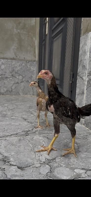 Toyuq, Damazlıq lalafo.az -da Toyuq, Damazlıq