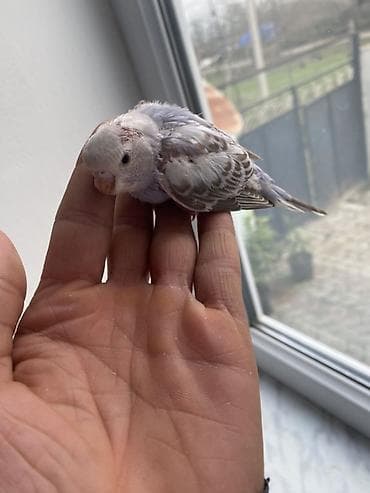 quşlar: Salam hamıya gördüyünüz bala quşlar satılır əsil ələ öyrediləsi — 6