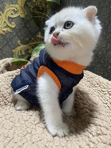 pisik esyalari: Şotland yastı qulaq — 4