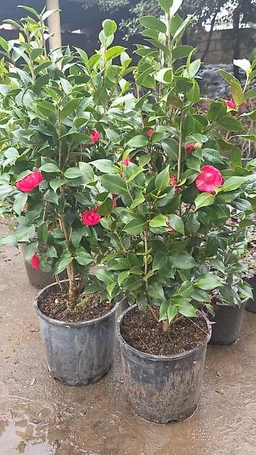 Kameliya (Camellia japonica) – qırmızı, qabarıq ləçəklərlə bol çiçəkli — 3