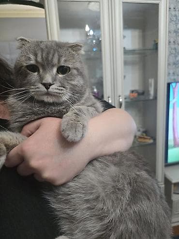 it satisi 2021: Şotland, Erkək, Yaxşı əllərə, Ünvandan götürmə, Ödənişli çatdırılma — 3