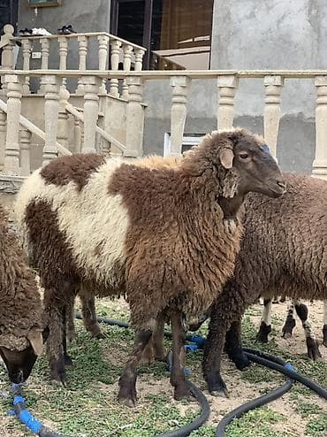 gucə sati̇şi̇: Erkəy quzular satılır super kök quyruğlu quzulardı 5 dənədi 5 də — 2