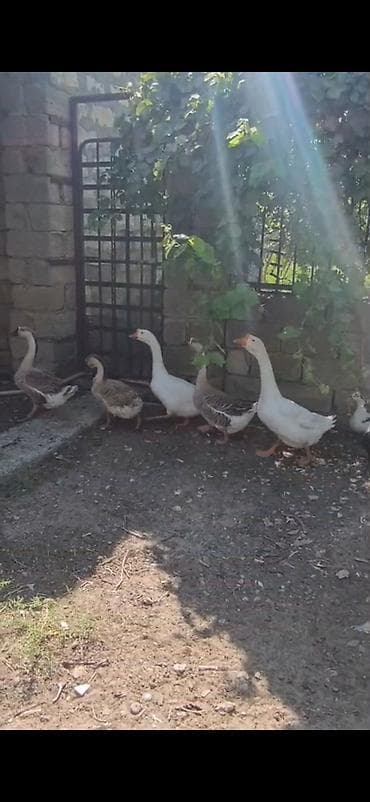 quş: Satlıq qazlar. Linda qazları 5denedir — 4