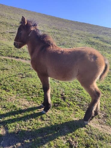 hinduska balasi satilir: 8 aylıq erkek dayça satılır ünvan Şabran rayonu — 2