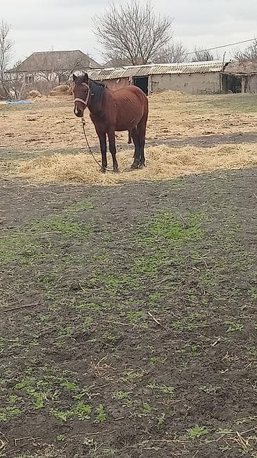 Бараны, овцы: Самец, лет: 5, Самовывоз — 3