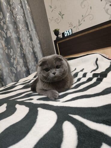 Şotland yastı qulaq, Erkək, Cütləşmə üçün lalafo.az -da Şotland yastı qulaq, Erkək, Cütləşmə üçün