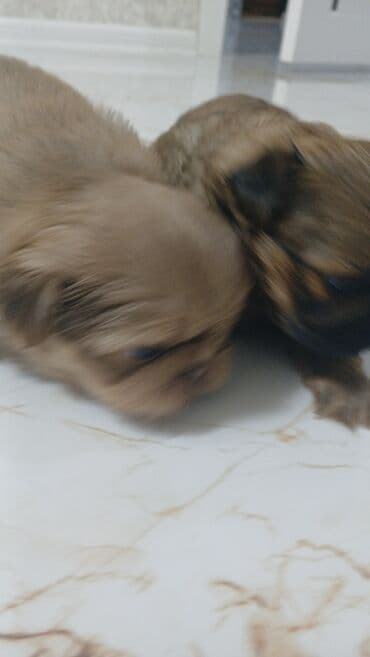 Pekines, 1 ay
